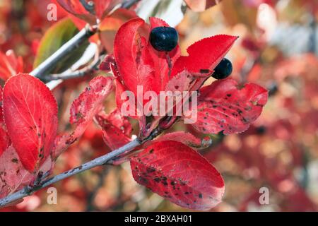 Zweig mit roten Blättern und schwarzen Früchten der Apfelbeere. Blätter von Aronia melanocarpa mit schwarzen Flecken. Stockfoto
