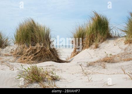 Umfangreiche u-root System der Marram Gras wird sichtbar nach Erosion einer Düne Stockfoto