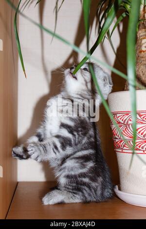 Gestreifte Kätzchen silberfarben Scottish Fold Rasse essen Gras auf den hinteren Pfoten stehen Stockfoto