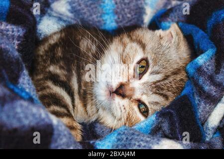 Gestreifte niedliche Kätzchen Scottish Fold Rasse in Decke liegen Stockfoto