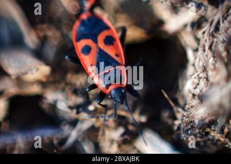 feuerbug, Pyrrhocoris apterus in einem natürlichen Lebensraum, selektiver Fokus Stockfoto