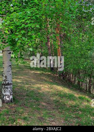 Ein Weg im Park im Frühling mit einer Birke im Vordergrund. Stockfoto