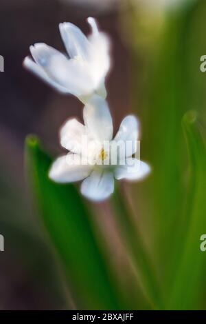 Weiße frühe Frühlingsblumen auf grünem Hintergrund, künstlerische weiche selektive Fokus Stockfoto