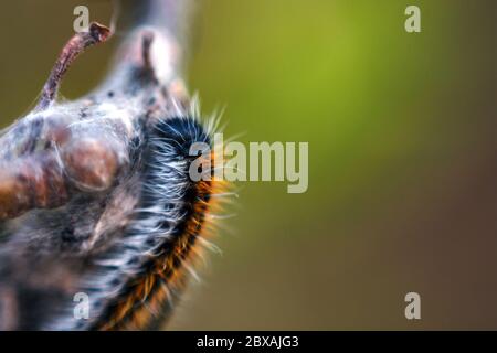 Makro der flauschigen Raupe auf Baumzweig, weicher selektiver Fokus, Kopierraum Stockfoto