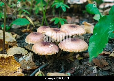 Giftige Pilze wachsen im Herbstwald zwischen gefallenen Blättern und Gras Stockfoto
