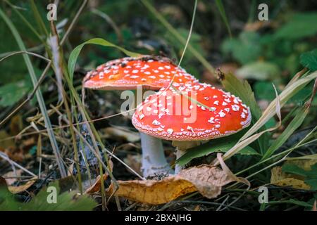 Zwei Fliege-Agaric, giftige Pilze wachsen auf dem Boden in der Herbstsaison Stockfoto