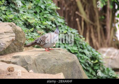 Mondo Verde Tropischer Park und Garten in Landgraaf, Niederlande Stockfoto