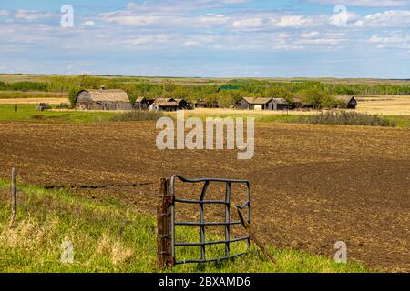 Alte Bauernhäuser und Scheunen, die in den Prärien von Saskatchewan gefunden wurden, die von den ersten Siedlern benutzt wurden und seit über 50 Jahren aufgegeben wurden. Stockfoto