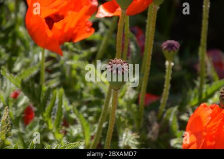 Nahaufnahme der Mohnkapsel aus dem roten orientalischen Mohn in der junitonne Stockfoto