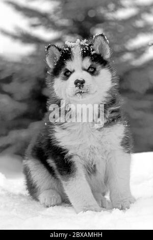 Sibirischer Husky Welpe, sechs Wochen alt, im Schnee sitzend, Portrait, Nahaufnahme Stockfoto