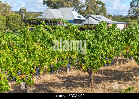 Weinreben in der Vasse Felix Vineyard and Winery, Weinanbauregion Margaret River, Western Australia, Australien Stockfoto