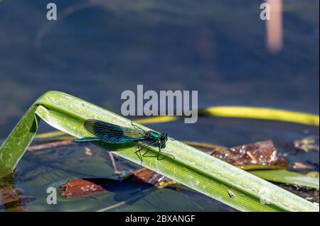 Männliche gebänderte demoiselle damselfly, Calopteryx splendens thront auf einer Klinge aus Schilf Stockfoto