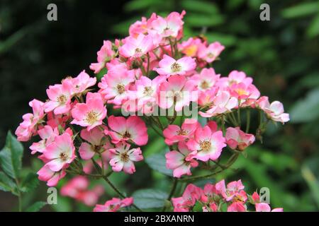 Mondo Verde Tropischer Park und Garten in Landgraaf, Niederlande Stockfoto