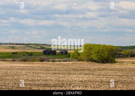 Alte Bauernhäuser und Scheunen, die in den Prärien von Saskatchewan gefunden wurden, die von den ersten Siedlern benutzt wurden und seit über 50 Jahren aufgegeben wurden. Stockfoto