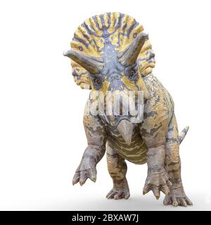 triceratops Angriff auf weißem Hintergrund, 3d-Illustration Stockfoto