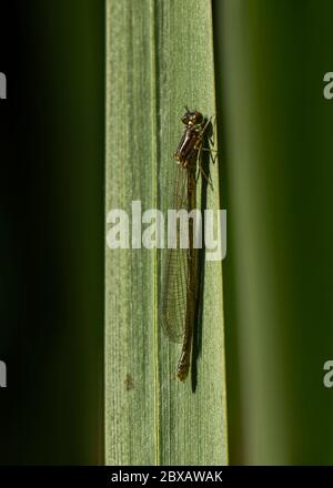 Gemeine blaue Libelle (Enallagma cyathigerum), im teneeralen (neu entstandenen) Zustand, auf Rohrkolben ruhend, Dumfries, SW Schottland Stockfoto