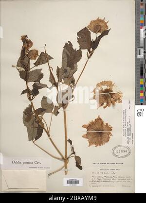 Dahlia pinnata Cav Dahlia pinnata Cav. Stockfoto