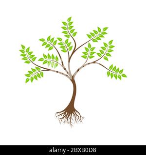 Baumwurzeln Design Vektor Illustration Stock Vektor
