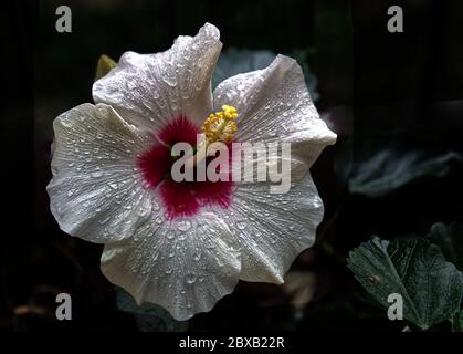 Hibiskus Stockfoto