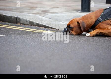 Boxerhund liegt, der Kopf liegt auf der Straße. Parliament Square, London England, Großbritannien Stockfoto