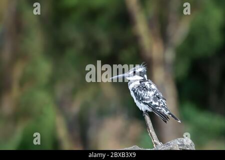 Erwachsener Eisvogel, Ceryle Rudis, auf einem Zweig über dem Lake Naivasha, Kenia. Der einzige schwarz-weiße Eisvogel in Ostafrika. Platz für Text Stockfoto