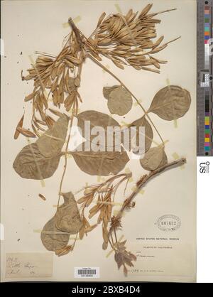 Fraxinus latifolia Benth Fraxinus latifolia Benth. Stockfoto