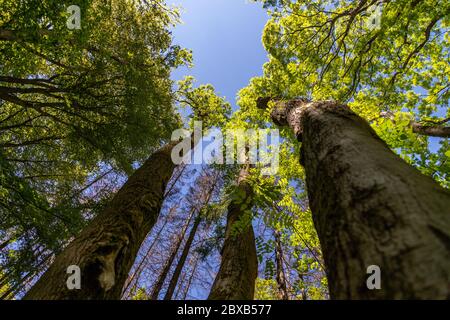 Blick entlang des Stammes auf die Spitze der Eschen und den blauen Himmel Stockfoto