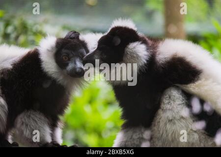 Schwarz-weiß-geraffte Lemuren 'Varecia Variegata' Stockfoto
