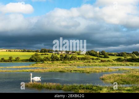 Timoleague, West Cork, Irland. Juni 2020. Ein Schwan schwimmt bei Flut in Timoleague, während dunkle Wolken über dem Wasser aufragen. Irland erlebt hohe Gezeiten aufgrund des abnehmenden Gibbos-Mondes, der heute Abend zu 99% beleuchtet ist. Credit: AG News/Alamy Live News Stockfoto