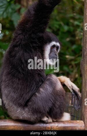 Gibbon-Affenmunter Mit Weißen Händen – „Hylobates Lar“ Stockfoto