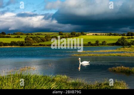 Timoleague, West Cork, Irland. Juni 2020. Ein Schwan schwimmt bei Flut in Timoleague, während dunkle Wolken über dem Wasser aufragen. Irland erlebt hohe Gezeiten aufgrund des abnehmenden Gibbos-Mondes, der heute Abend zu 99% beleuchtet ist. Credit: AG News/Alamy Live News Stockfoto