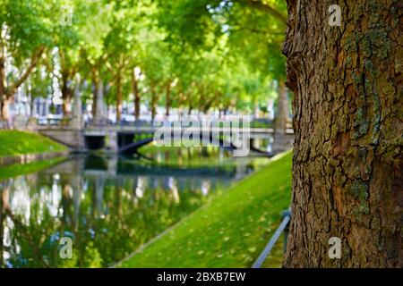 Hintergrundbild mit selektivem Fokus auf einen schönen alten Baum an der Königsallee in Düsseldorf. Kö-Graben und Giradet-Brücke im verschwommenen Hintergrund. Stockfoto