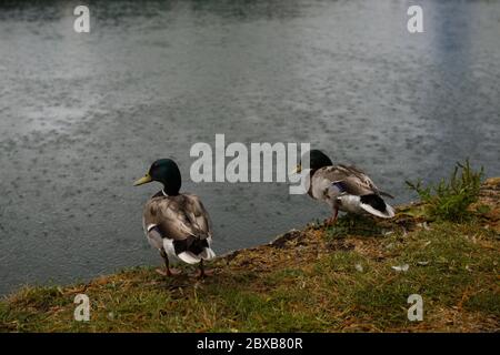 Stanstead Saint Margarets, Großbritannien. Juni 2020. Regen und Gewitter über Hertfordshire, Großbritannien. Zwei Enten genießen den Regen am Kanal in Stanstead Saint Margarets. Quelle: Andrew Steven Graham/Alamy Live News Stockfoto