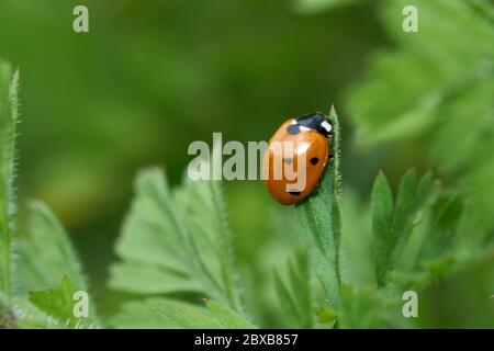 Roter Marienkäfer auf einem grünen Grasblatt an einem sonnigen Maitag. Coccinellidae ist eine weit verbreitete Familie von kleinen Käfern. Frühling. Stockfoto