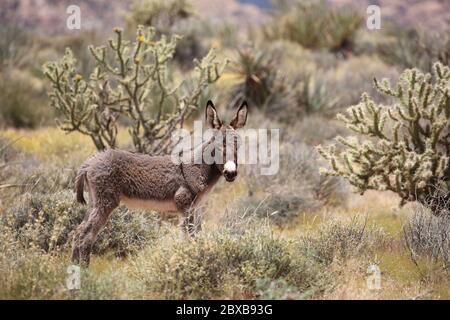 Neugeborenes wildes Burro Fohlen in der Wüste von Nevada, Red Rock Canyon Conservation Area Stockfoto
