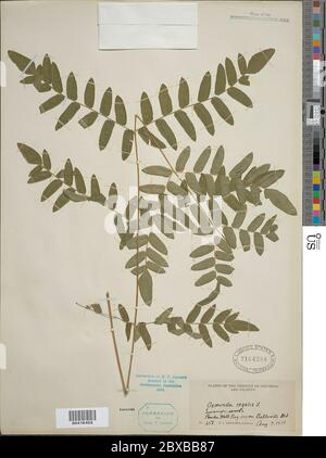 Osmunda regalis var spectabilis Willd A Grey Osmunda regalis var spectabilis Willd A Grey. Stockfoto