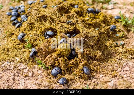 Gruppe von Scarabäus sacer of Sacred Scarab in Dung. Stockfoto