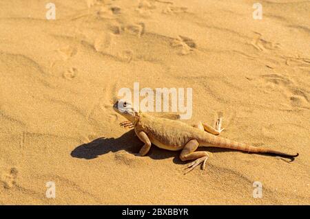 Gefleckte, krötenkopfige Agama, in der Nähe im Sand begraben. Stockfoto