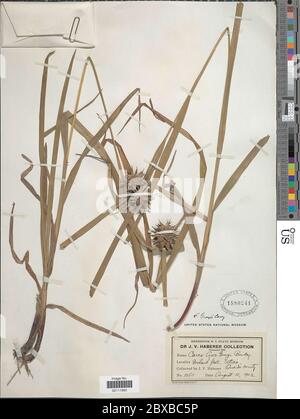 Carex greyi J Carey Carex greyi J Carey. Stockfoto