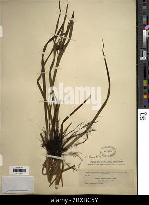 Carex greyi J Carey Carex greyi J Carey. Stockfoto