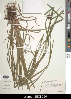 Carex greyi J Carey Carex greyi J Carey. Stockfoto