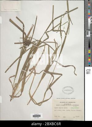 Carex greyi J Carey Carex greyi J Carey. Stockfoto