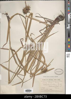 Carex greyi J Carey Carex greyi J Carey. Stockfoto