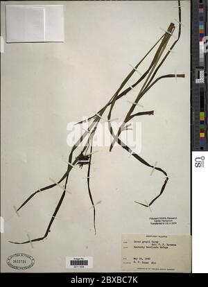 Carex greyi J Carey Carex greyi J Carey. Stockfoto