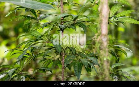 Kolibri-Nest, Violet Sabrewing, Campylopterus hemileucurus, Mittelamerikas größter Kolibri Stockfoto