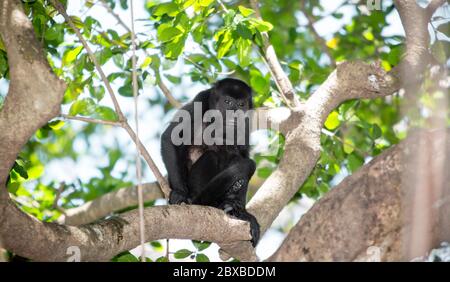Brüllaffe; Alouatta, Costa Rica, gebürtig aus Süd- und Mittelamerika, Neue Welt Affen Stockfoto