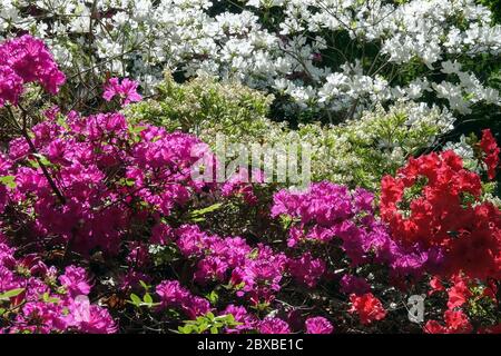 Bunte Rhododendron Azalea obtusum Rhododendron Lila Rot Weiße Blumen blühender Garten blühende Sträucher Bunte gemischte bunte Blüten Frühling Stockfoto