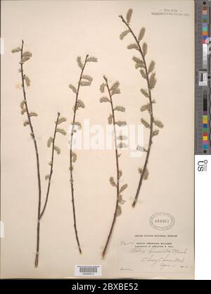 Salix humiis Marshall Salix humiis Marshall. Stockfoto