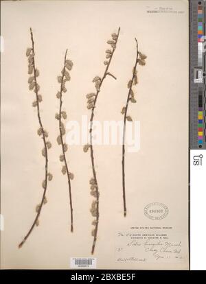 Salix humiis Marshall Salix humiis Marshall. Stockfoto