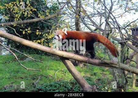 Ein roter Panda oder ein Ailurus fulgens, der in seinem Gehege im Newquay Zoo an einem Baum entlang geht. Es ist eine bedrohte Art Stockfoto